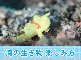 海の生き物楽しみ方