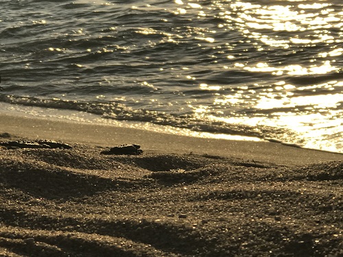 夕暮れの海