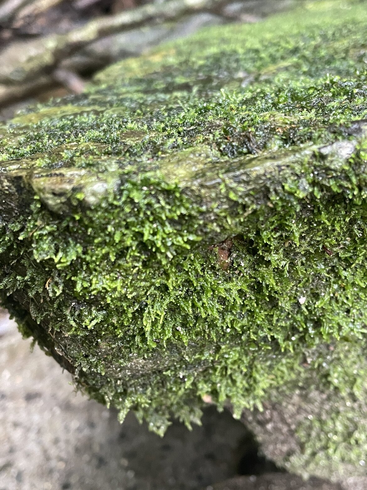 屋久島の苔