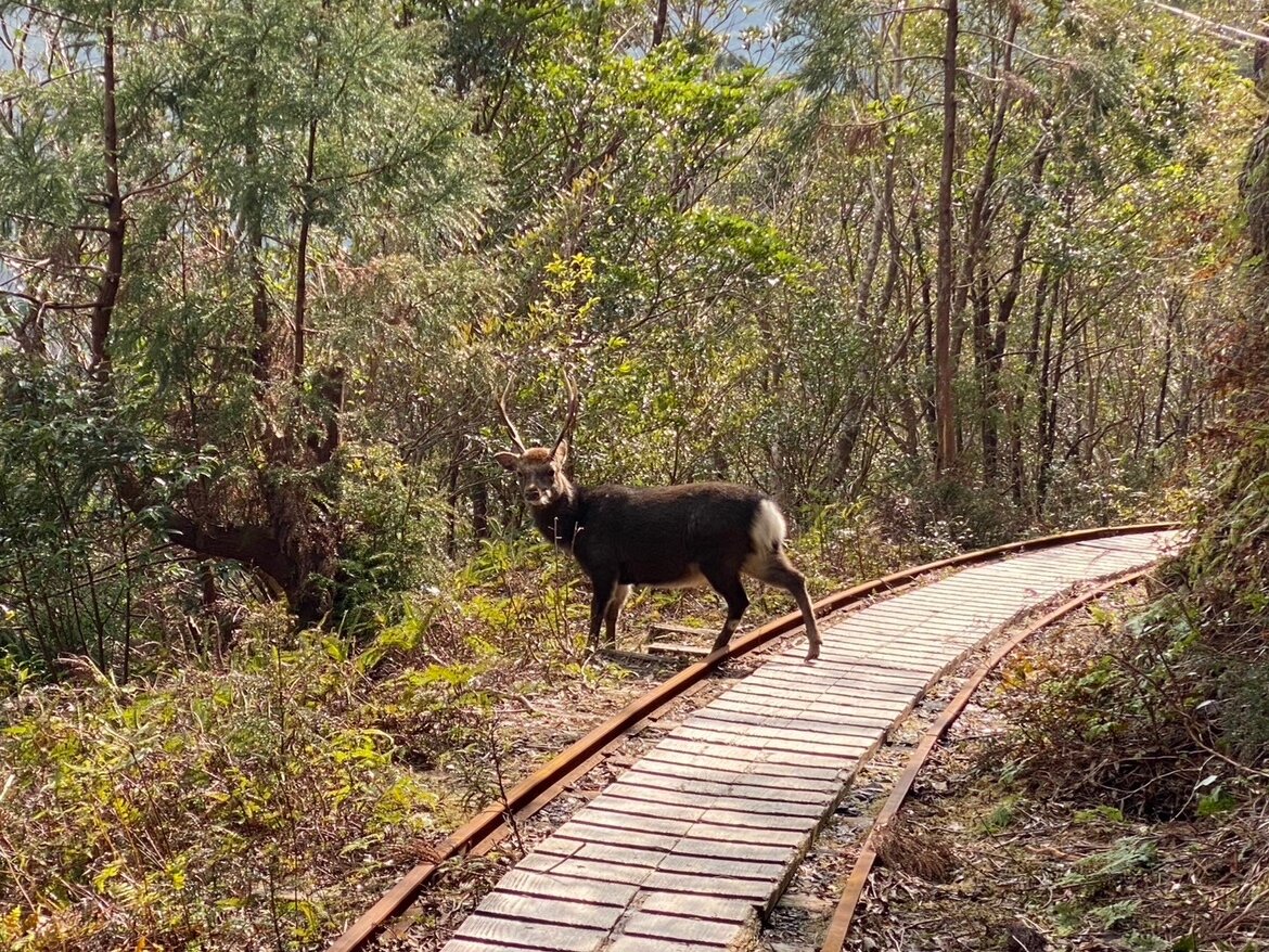 道を歩く途中でシカと遭遇しました