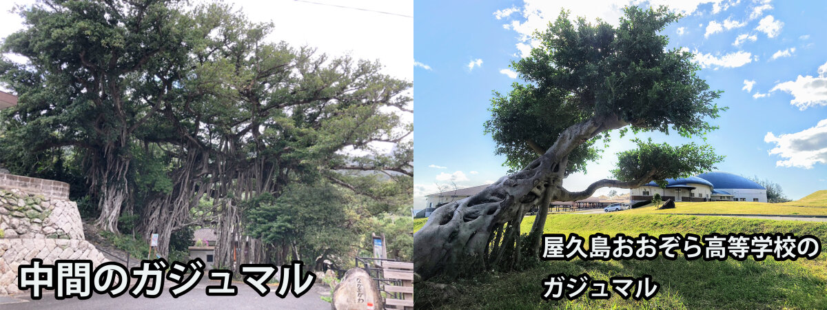 屋久島のシンボルツリー