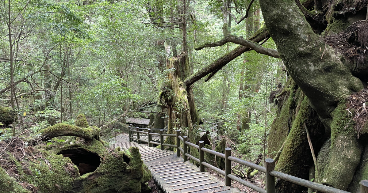 屋久島の自然