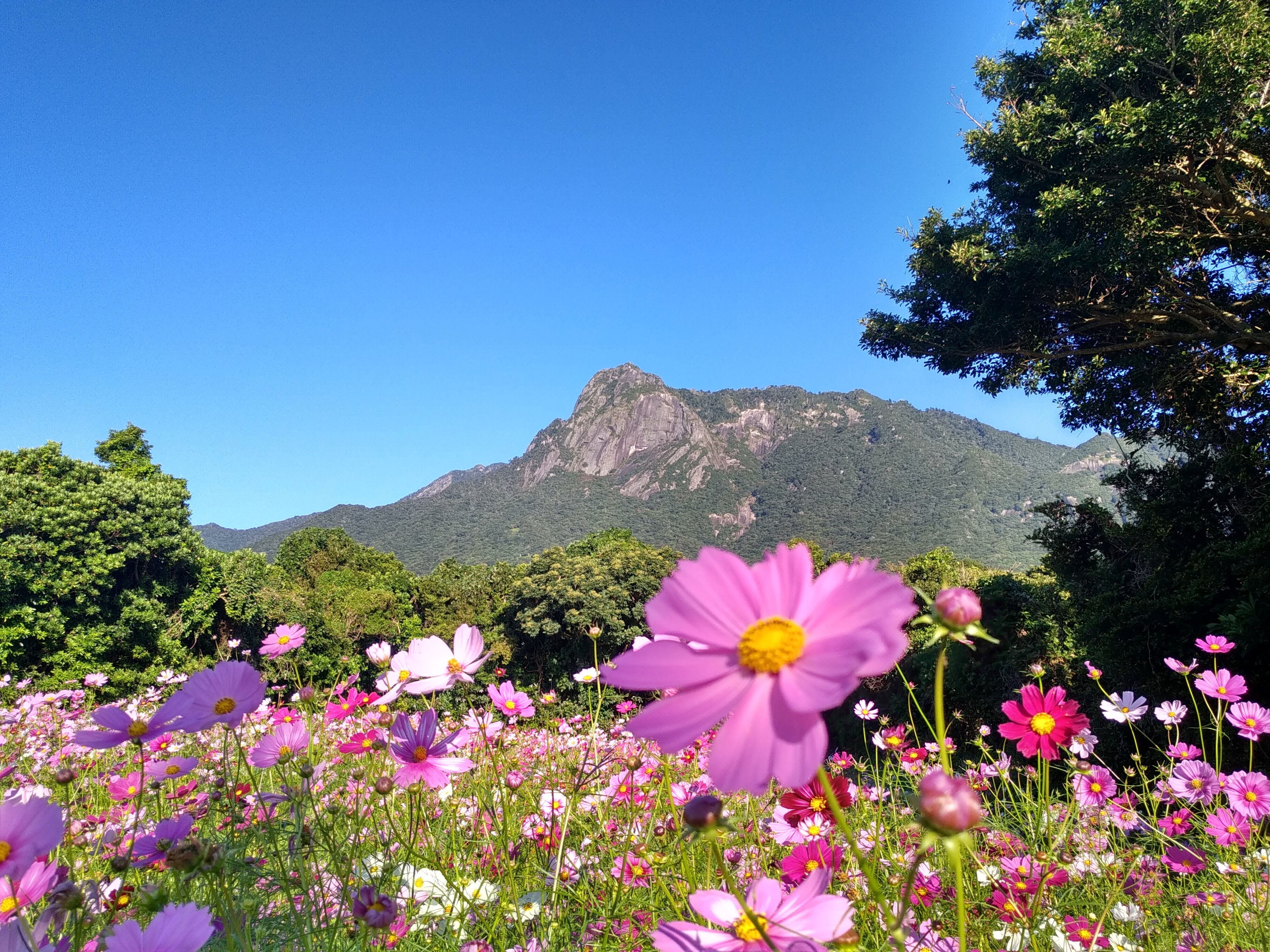 コスモスが彩る、山と秋の風景／屋久島News | 屋久島おおぞら高等学校