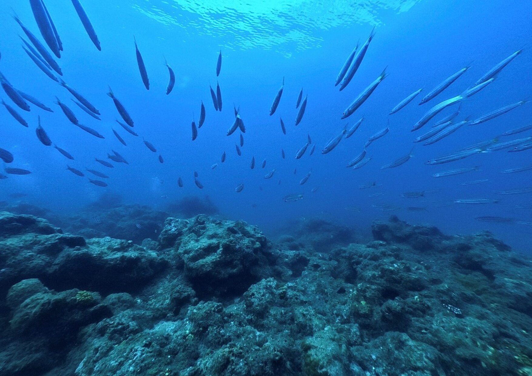 魚が泳いでいる屋久島の海