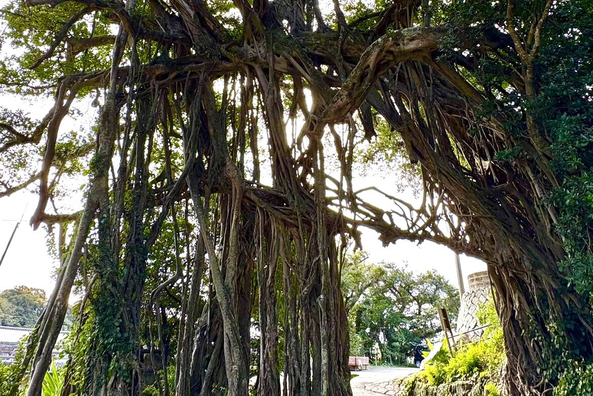 防風林として根を張るガジュマルの木