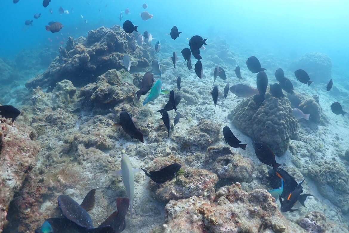 たくさんの魚や生き物に出会うことができました