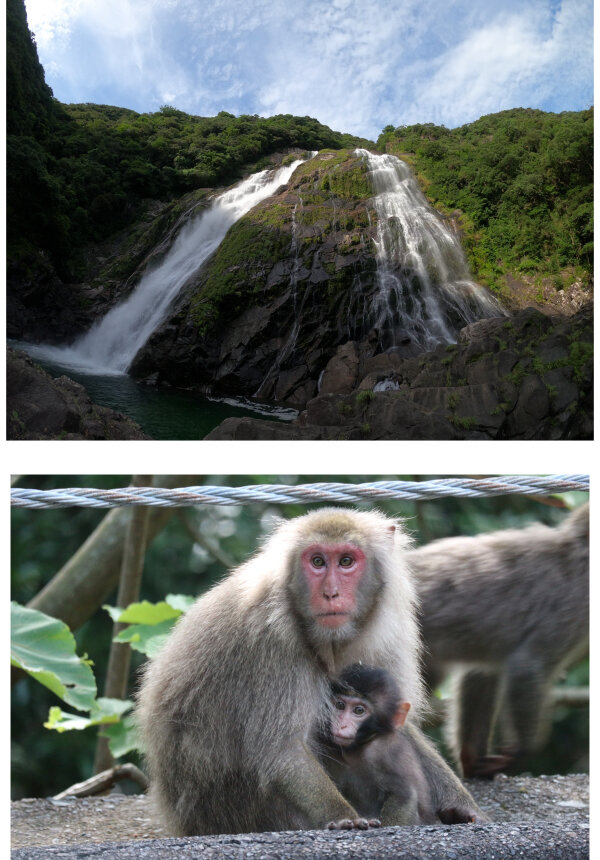 大川の滝とヤクザルの親子