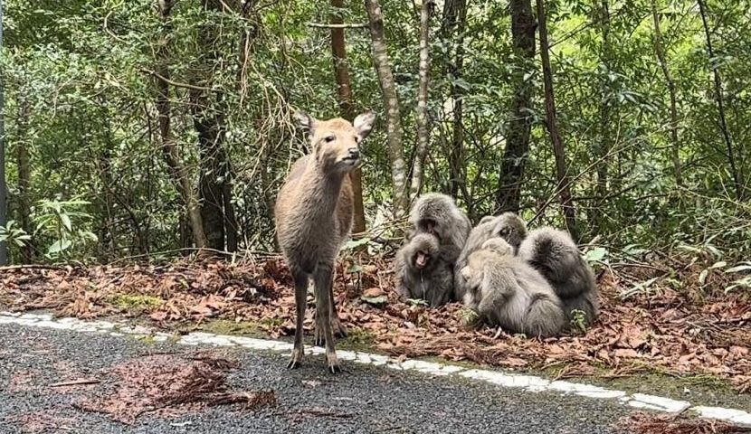 ヤクシカ・ヤクザル